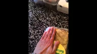 محشش اشتر حشيش ب 23 ألف وطلع تمر 