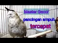 Download Lagu Master Gacor pancingan ampuh tercepat buat trucuk paud langsung nyaut