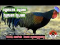 Download Lagu suara pikat ayam hutan ngekek keras 100% mendekat ..durasi panjang dan suara jernih
