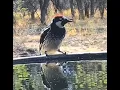 Download Lagu Water tank along the creek. Birding Chiricahua mountains south eastern Arizona.