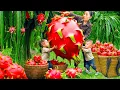 Download Lagu Harvesting Giant Dragon Fruit to Sell at Market in Rainy Day - Cook Fish for Children to Eat