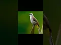 Tiếng chim Hoành hoạch mốc/ Trao trảo kích bổi/ Yellow-Vente Bulbul #hoanhhoach #yellowventedbulbul
