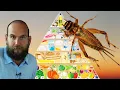 Download Lagu Ha Davvero senso Mangiare gli Insetti?