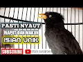 Download Lagu full isian jalak kebo mancing jalak kebo mata kuning dan mata putih agar nyaut bikin emosi
