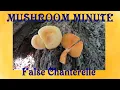 The Difference Between A False Chanterelle And A True Chanterelle