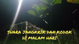 Download Suara jangkrik dan kodok di malam hari MP3