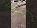 Download Lagu ular VIPER HIJAU, Ular berbisa di tumpukan kayu belakang tumah tetangga... sangat berbahaya....