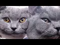 Michaela Going Crazy - Cat Gif Compilation 2023