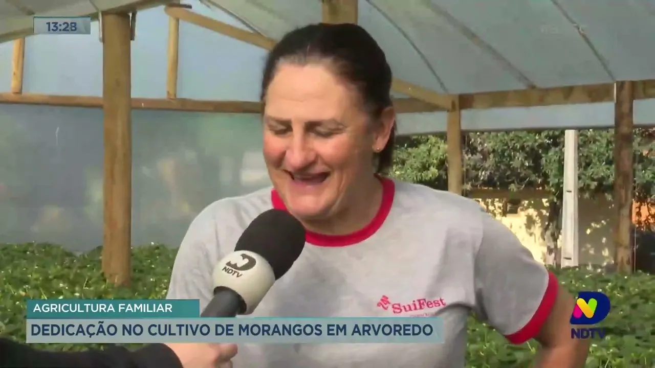 Agricultura familiar: família do Oeste de SC se destaca na produção de morangos