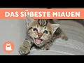 Katzen Und Kätzchen Miauen: Compilation 2021🐈 Mp3 Song Download