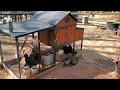 Producers Pride Chicken Coop update after 1 year