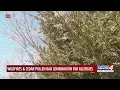 Wildfires cedar pollen bad combination for allergies