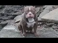 Understanding the American Bully Pedigree and How to Break it Down