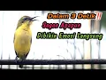 Download Lagu CUITAN SOGON BETINA GACOR MEMANGGIL JANTAN‼️PANCINGAN SOGON OMBYOKAN AGAR CEPAT BUNYI GACOR