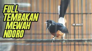 Download Murai Batu full tembakan isian cililin, ciblek dan lovebird BIKIN AUTO GACOR MP3