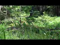 Birdsong in the summer forest. 3 Hours of relaxing videos in 4K.