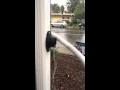 Downspout Diverter in Action Rain Barrels Fill