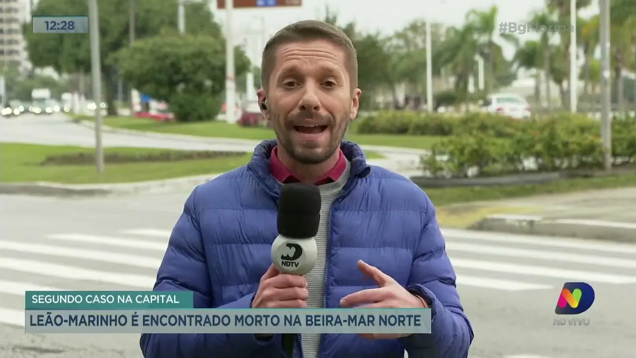 Leão-Marinho é encontrado morto na Beira-Mar Norte