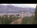 Sandhill Crane Vocalizations