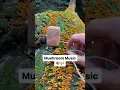 Lagu Laten we afstemmen op paddenstoelenmuziek met een PlantWave-apparaat