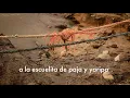Nubia Paz busca desde hace años a su esposo desaparecido en Putumayo