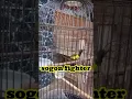 Download Lagu sogon fighter#short#burungmasteran