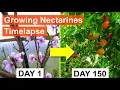 Download Lagu Growing Nectarines 155-day Timelapse: Flowering to Ripe Fruit
