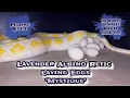 Lavender Albino Retic Laying Eggs Mystique