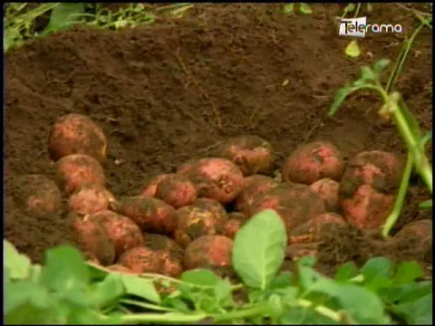 Ecuador Agropecuario 22-06-2018