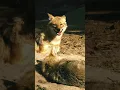 Download Lagu #jackal सियार (wolf) howling #youtubeshorts #viral #shorts #trending #yt #popular