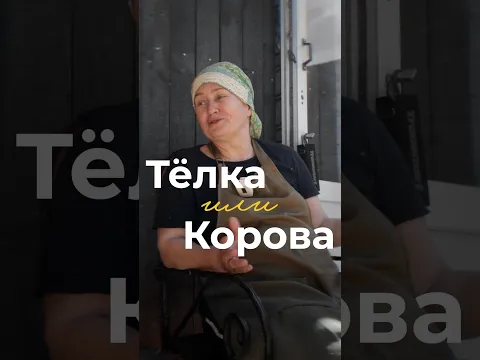 Тёлка или корова? В чем разница на самом деле? 🐄