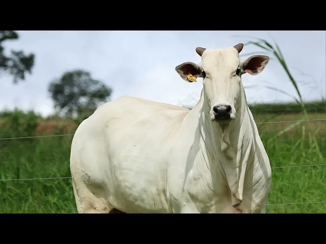 Novilha Nelore LMRZ - 64