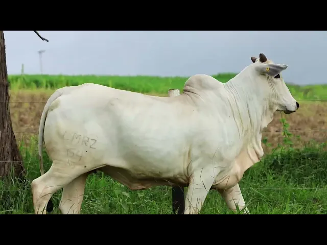 Novilha Nelore LMRZ - 64