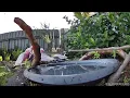 Australian Bird Bath Cam | 1/4/26 | lorikeets | galahs | cat tv | asmr | feeding | bath | peewee