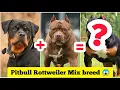 Lagu Rottweiler Pitbull Mix 😍😱 Dog Breed 🐶 | #shorts #dogs #Cutedogs #puppies