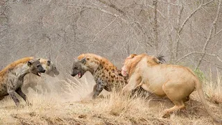 Lions Pay Dearly For ambushing a Walking Hyena - The Fiercest Feud on The Savannah