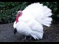 Top 12 Best Heritage Turkey Breeds With Unique Temprament