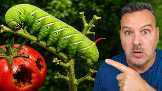How to Get Rid of Tomato Hornworms
