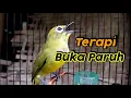 Lagu TERAPI Pancingan Pleci DAKUN BALI Agar Cepat BUKA PARUH