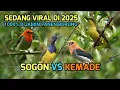 Download Lagu Suara pikat sogon vs kemade dijamin panen burung