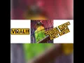 Download Lagu MASTERAN LOVEBIRD KONSLET MINOR TEMPO LAMBAT, COCOK UNTUK PANCINGAN JEBOL BIRAHI LOVEBIRD BAHAN