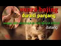 Download Lagu suara bajing durasi panjang. sampai benar benar benar benar datang.