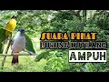 Lagu SUARA PIKAT BURUNG KUTILANG || TERBARU AMPUH