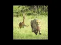 Thundercat & Tame Impala - No More Lies