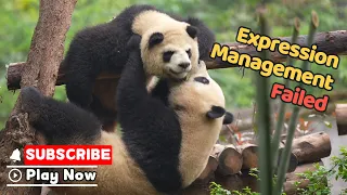 This Fight Is Getting A Little Intense | iPanda