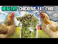 How To Grow SPROUTS For CHICKENS ANYONE Can Do This