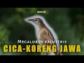 Download Lagu Cica-Koreng Jawa - Megalurus palustris