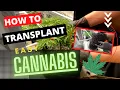 How to Transplant your Cannabis Plants ETHOS