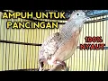 Download Lagu SUARA PERKUTUT BANGKOK GACOR INI PALING AMPUH UNTUK PANCINGAN PERKUTUT BANGKOK LAIN