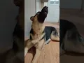 howling German shepherd puppy